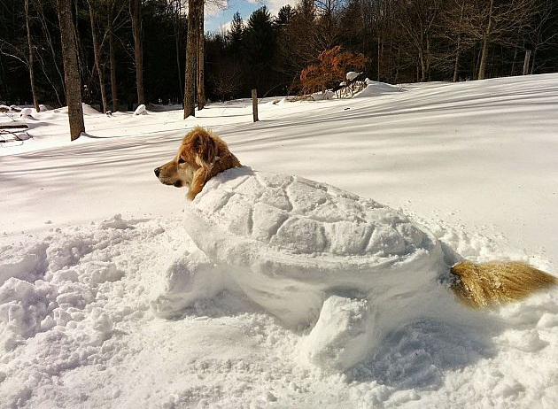 630x462, 135 Kb / собака, снег, черепаха