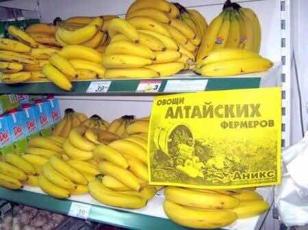 450x337, 19 Kb / Алтайские, фермеры, бананы