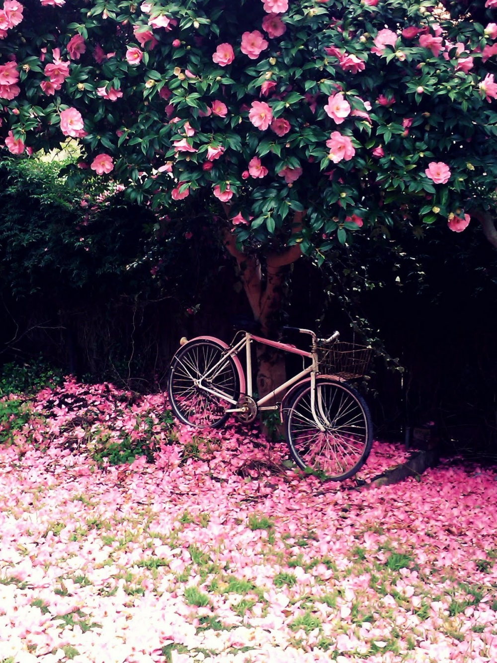1000x1333, 389 Kb / цветы, розовые, велосипед
