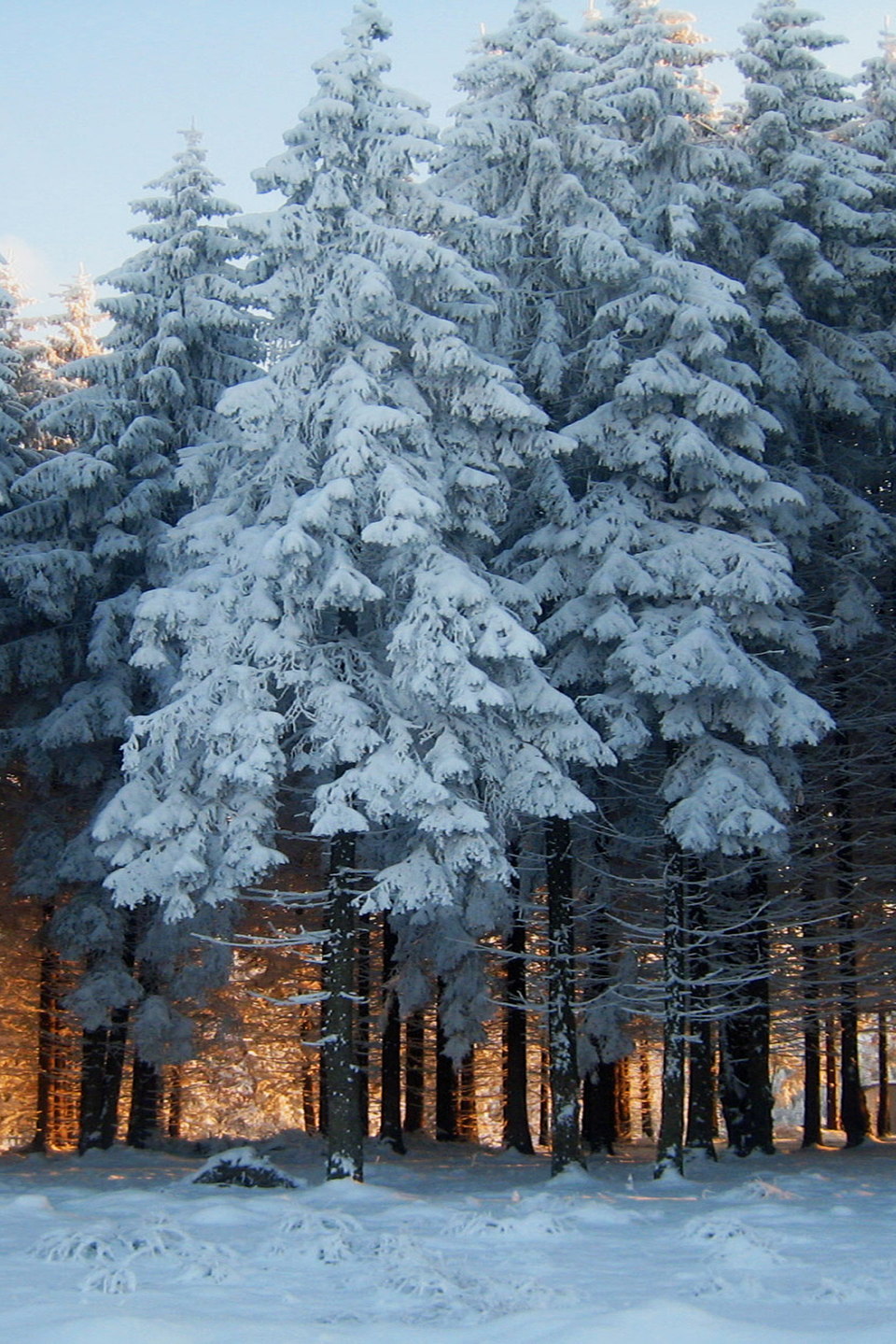 960x1439, 384 Kb / лес, елки, снег, свет, зима