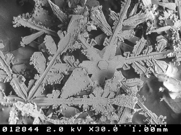 600x447, 101 Kb / снег, микроскоп