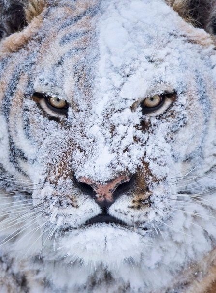 447x604, 122 Kb / тигр, снег