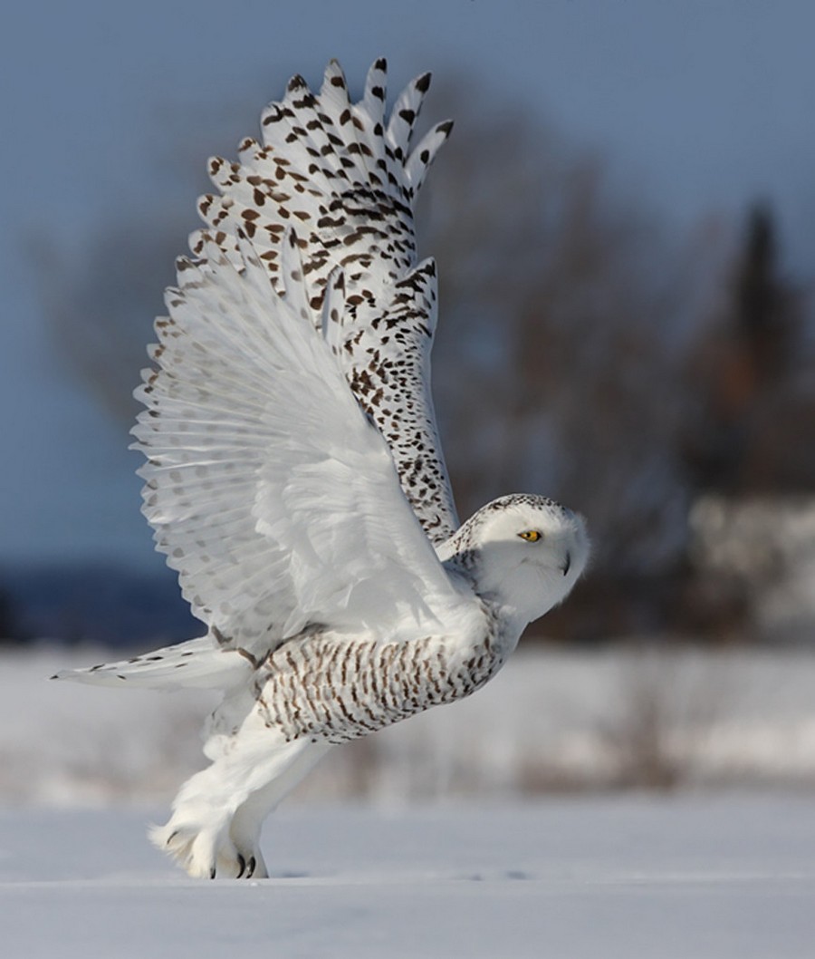 900x1058, 116 Kb / полярная сова, крылья, когти, снег, взлёт, взгляд