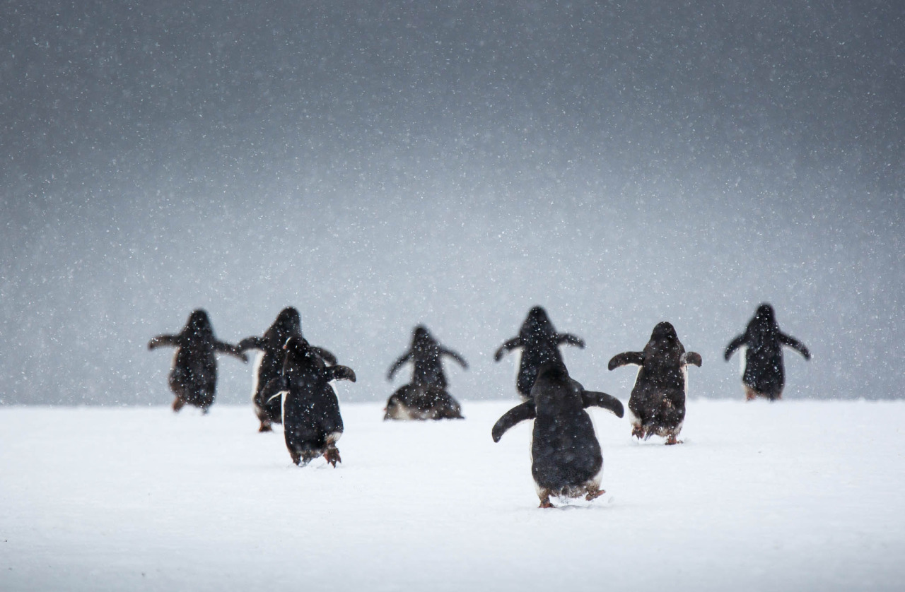 1280x838, 234 Kb / пингвины, атака, снег