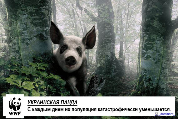 570x380, 88 Kb / украинская панда, свинья