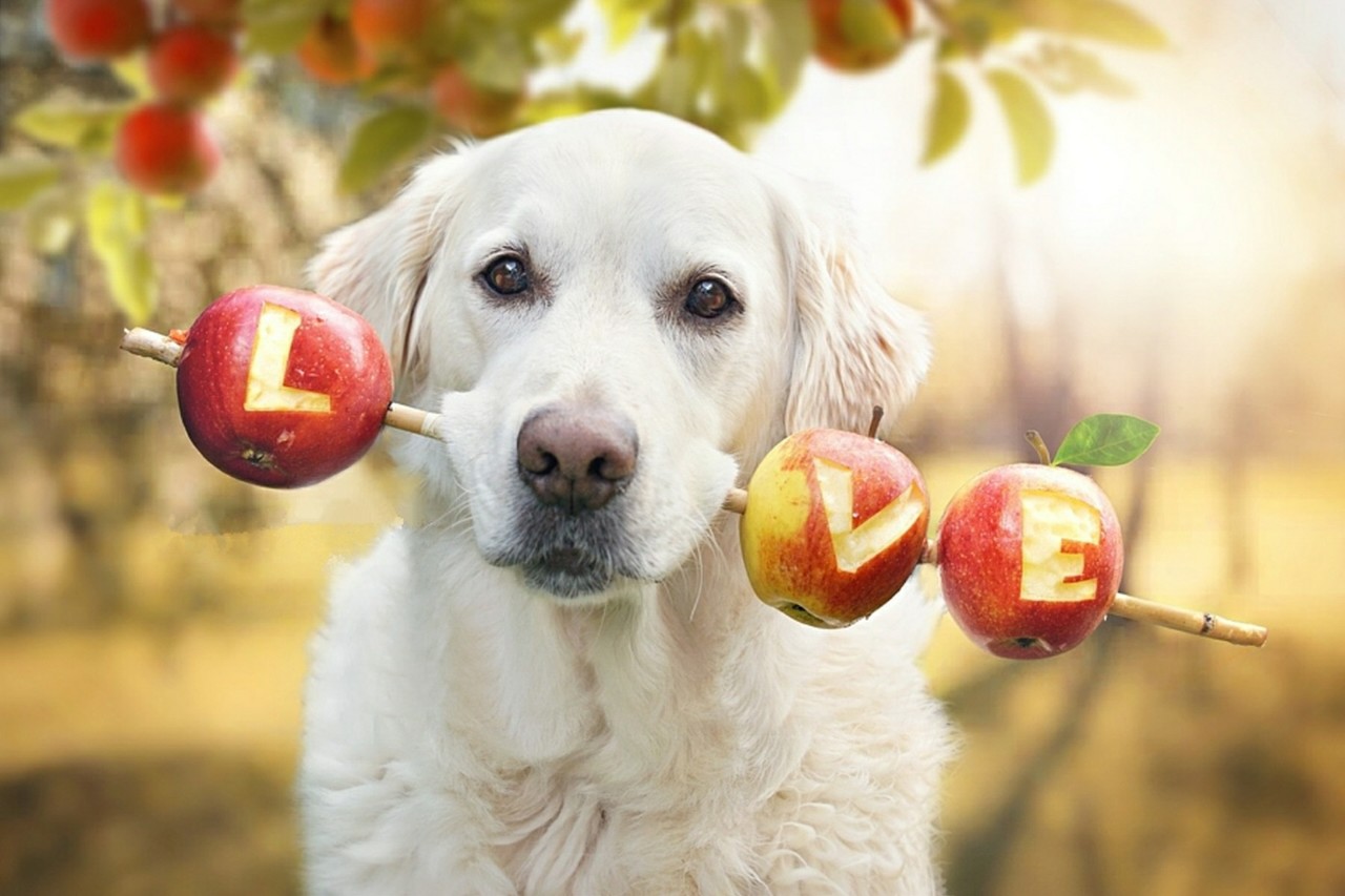 Можно собакам яблоки свежие. Собака и фрукты. Животные с яблоками. Собака с яблоком. Животные едят овощи и фрукты.