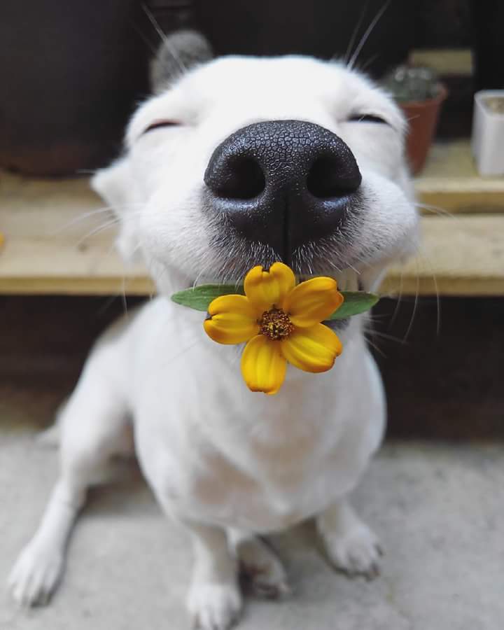 720x900, 35 Kb / собака, цветок