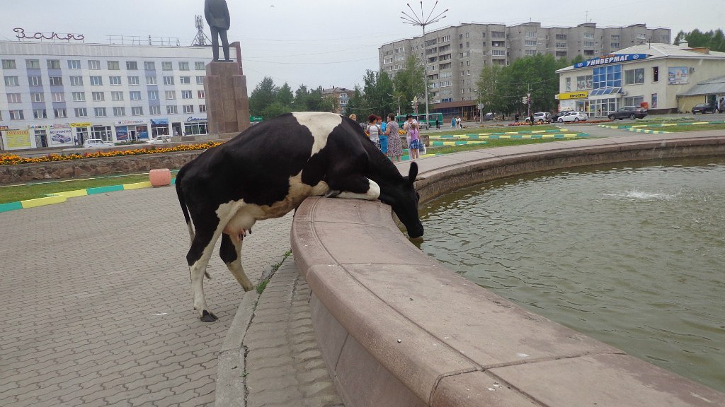 1024x576, 148 Kb / корова, фонтан