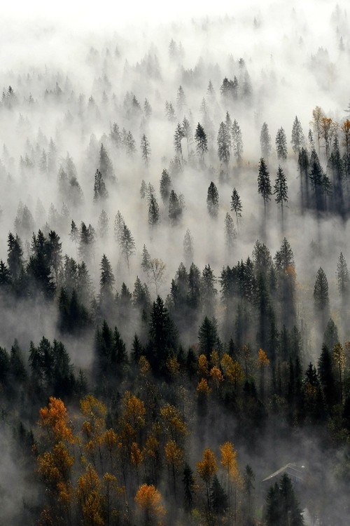 500x750, 99 Kb / лес, осень, туман
