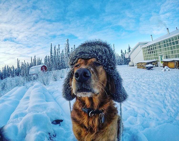 750x590, 95 Kb / собака, шапка, ушанка, снег, зима