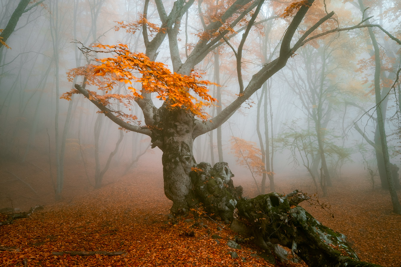 Деревья осенью необычные