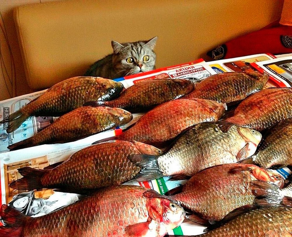 Котам рыбов. Рыба прикол. Кот и много рыбы. Много рыбы. Коты с рыбой.