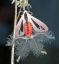 , , , , , creatonotos gangis, 