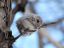 , , , , , , , Japanese Dwarf Flying Squirrel, Pteromys momonga